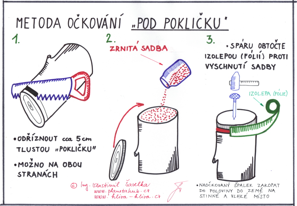 Tradiční očkování hlívy pod pokličku - používané už od 80. let